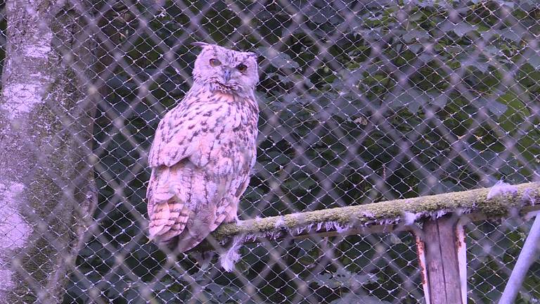 Een oehoe in het Vogelrevalidatiecentrum in Zundert (foto: Raoul Cartens)