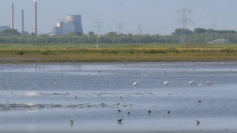 Feestmaal voor vogels in de Noordwaard.