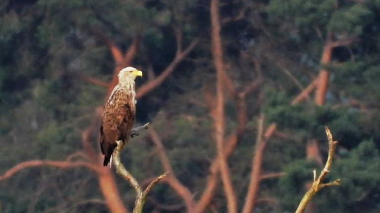 De zeearend die bij het Beuven is gespot (Foto: Wil van Tongerloo).