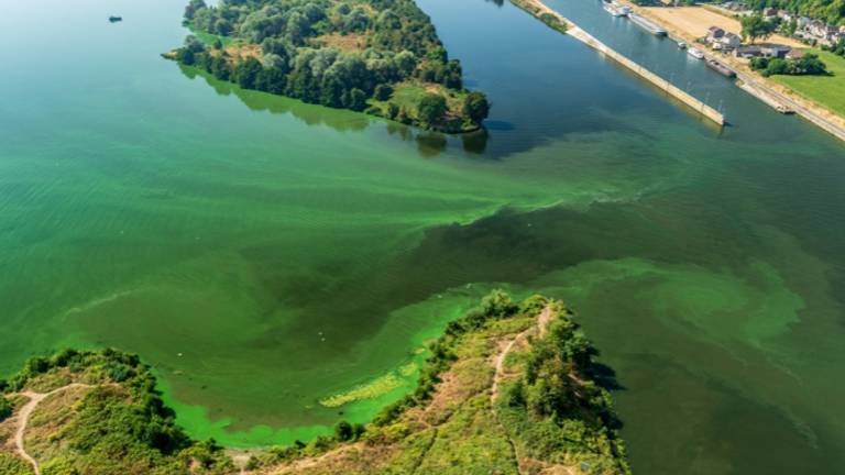 Door thermische energie ontstaat er minder blauwalg.