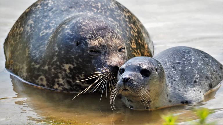 Zeehondjes geboren in Beekse Bergen (Foto: Beekse Bergen)