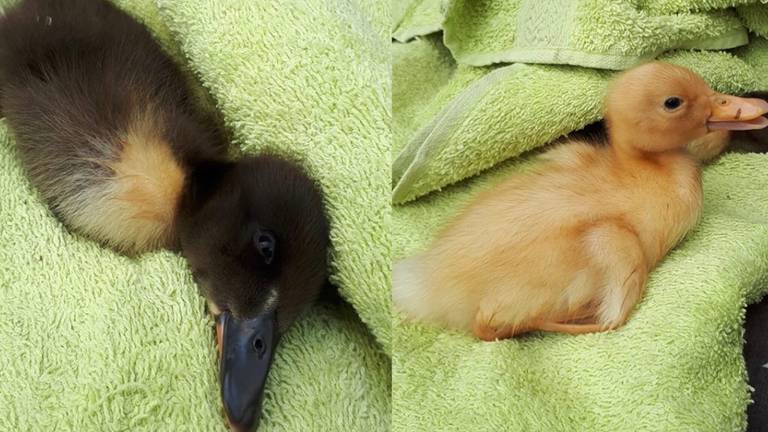 Twee van de zieke eendjes die Maartje uit de vijver haalde. (Foto: Maartje van Schadewijk)