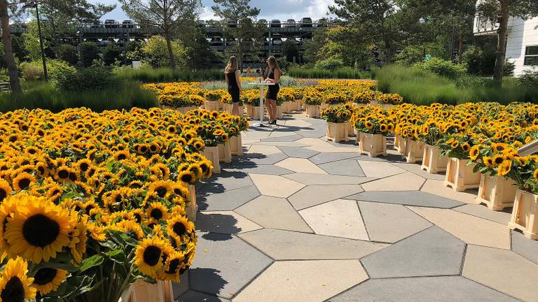 20.000 zonnebloemen, het handelsmerk van Van Gogh, voor het kantoor van ASML (foto: Rogier van Son).