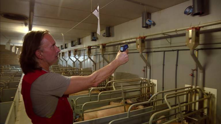 Jan Vogels meet de temperatuur in zijn stal (foto: Omroep Brabant).