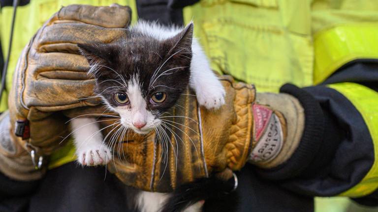 Het katje is gered. (Foto: Tom van der Put/SQ Vision)