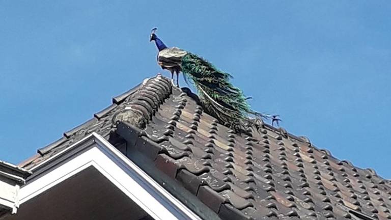 Een pauw is gespot op een dak in Tilburg (Foto: Eef Heiremans).