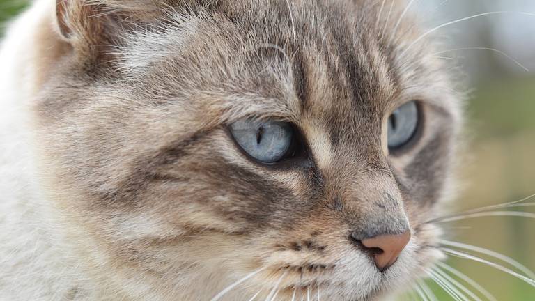 Dit is niet de kat uit het verhaal (Foto: Max Pixel).