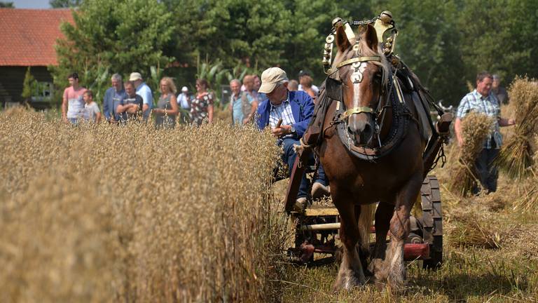 Oogsten met paard op de jaarlijkse oogstdag van het Boerenbondsmuseum (foto: Alice van der Plas)