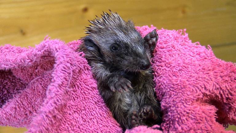 Een pas binnengebrachte baby-egel. (foto: Raymond Merkx)