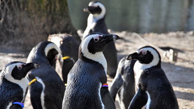 De pinguïns in Zooparc Overloon (foto: Zooparc Overloon).