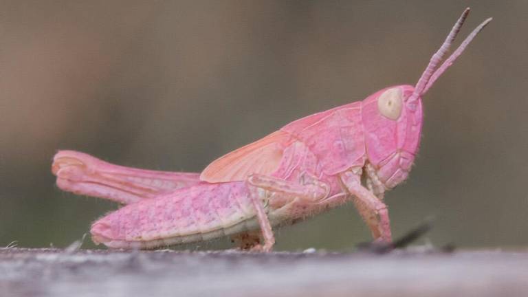 De roze sprinkhaan is heel erg zeldzaam (Foto: Bert van Beek).