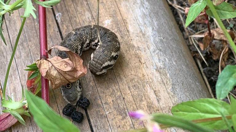 Rups teunisbloempijlstaart. (Foto: Nellie Jacobi)