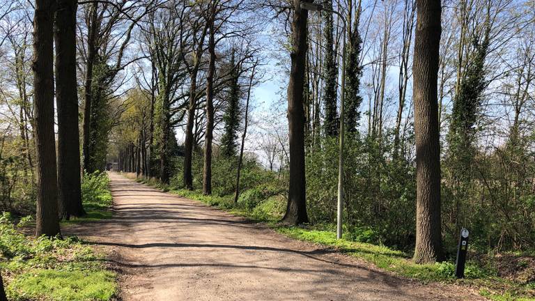 De Kasteellaan in Asten-Heusden waar de vrouw is verkracht (Foto: René van Hoof)