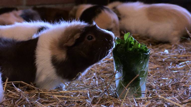 De cavia's genieten van hun Mojito-ijsjes (foto: Eva de Schipper).