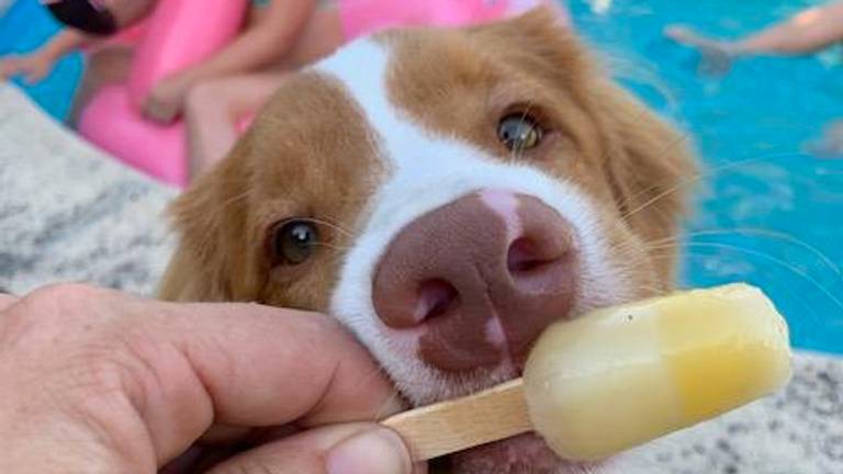 Cooper geniet ook van een verfrissend ijsje. 
