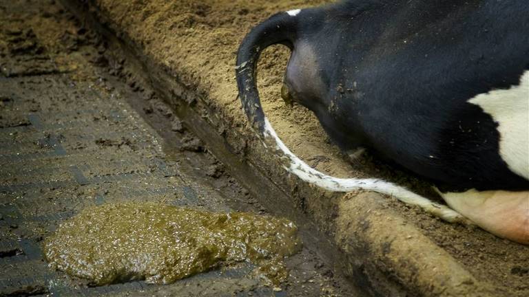 Mestzaak levert één veroordeling op (foto: archief).