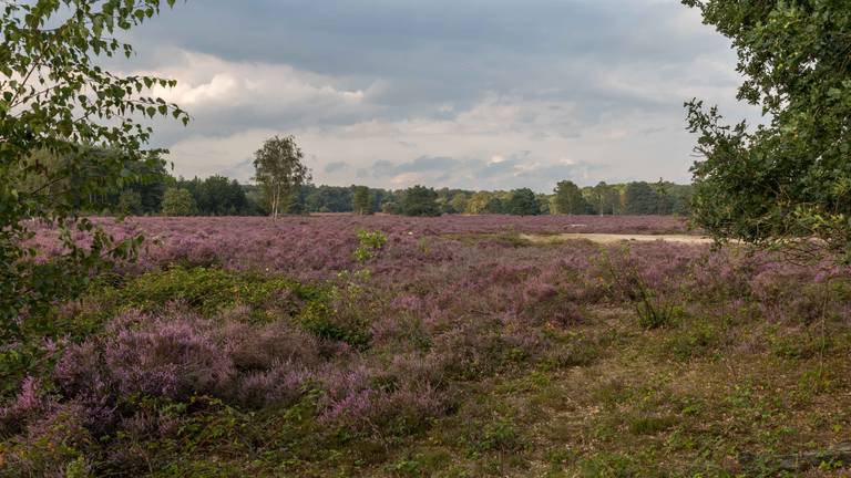 Omroep Brabant