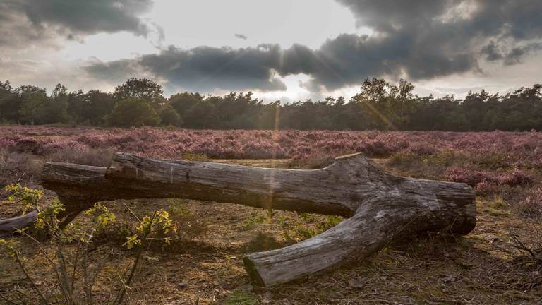 De Slabroekse Hei kleurt purper (Foto: Peter Noy)