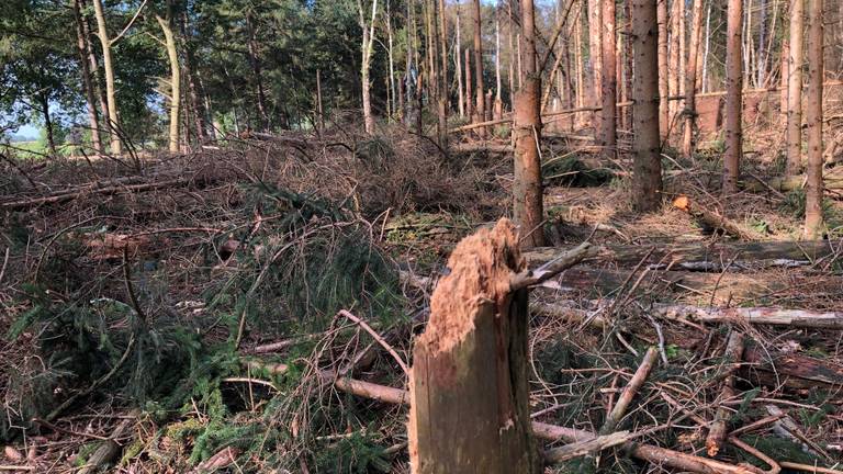 Dode Fijnsparren in het Leenderbos