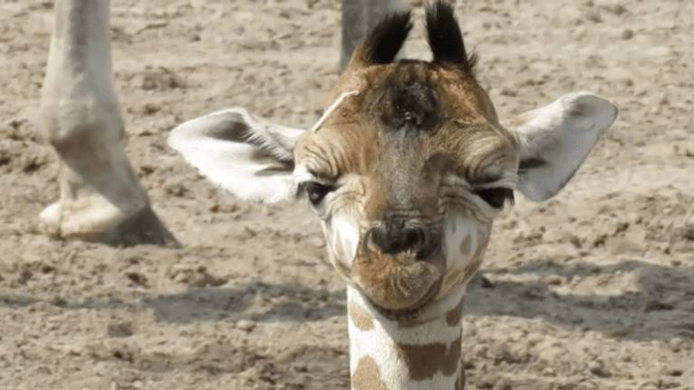 Giraffe Natasja is geboren (Foto: Safaripark Beekse Bergen).