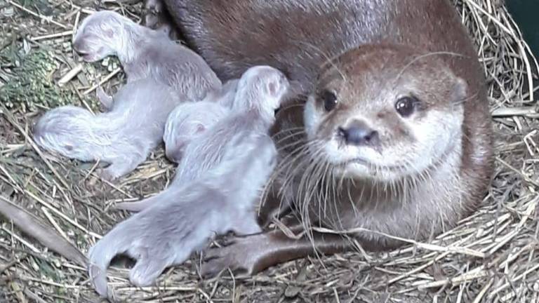 Er zijn 5 jonge Aziatische kleinklauwotters geboren in ZooParc Overloon. (Foto: Facebook)