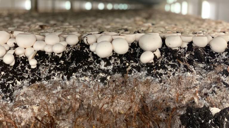 De compost van deze champignons wordt omgezet in warmte. (foto: Eva de Schipper)