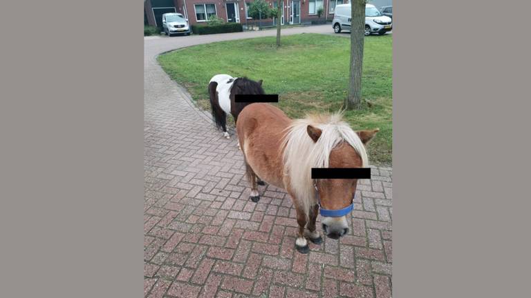 Deze twee paardjes liepen rond in Dorst. (Foto: Wijkagent Slotjes / Twitter)