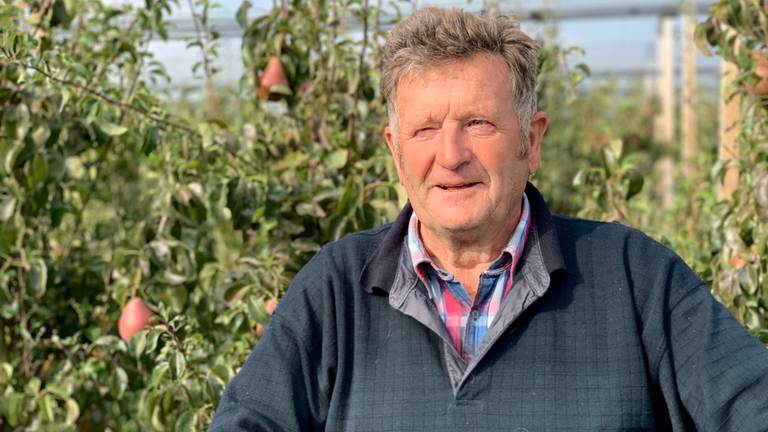 Cees Verkooijen (77) werkt keihard mee met de rest van de plukkers. (foto: Eva de Schipper)