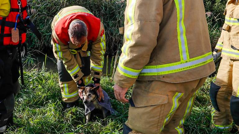 Het hondje is vermoedelijk gedumpt. (Foto: Dave Hendriks / SQ Vision)