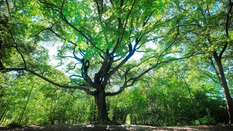 De Heksenboom van Zwarte Kaat. (Foto: Mark Kohn)