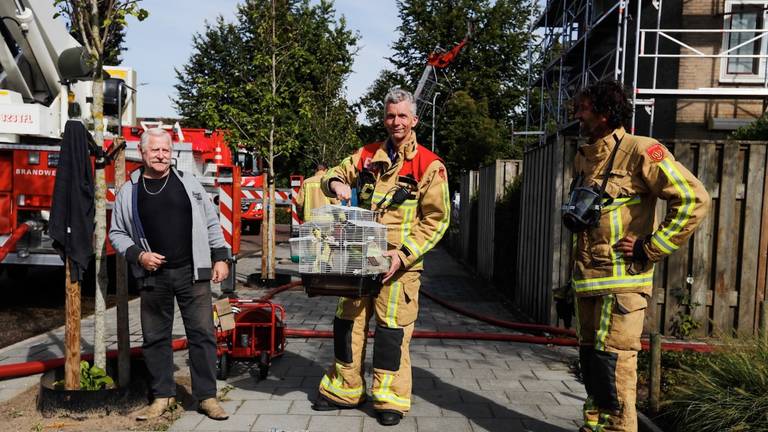 Parkiet Albertus is gered (Foto: Dave Hendriks).