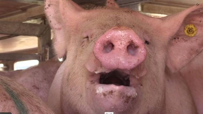Een varken in een transportwagen. (Videobeeld Animal Rights)