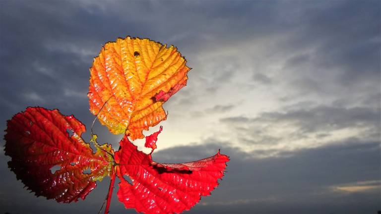 Aankomend weekend staat er herfstachtig weer te wachten met buien en wind. (foto: Joop van der Kaa)