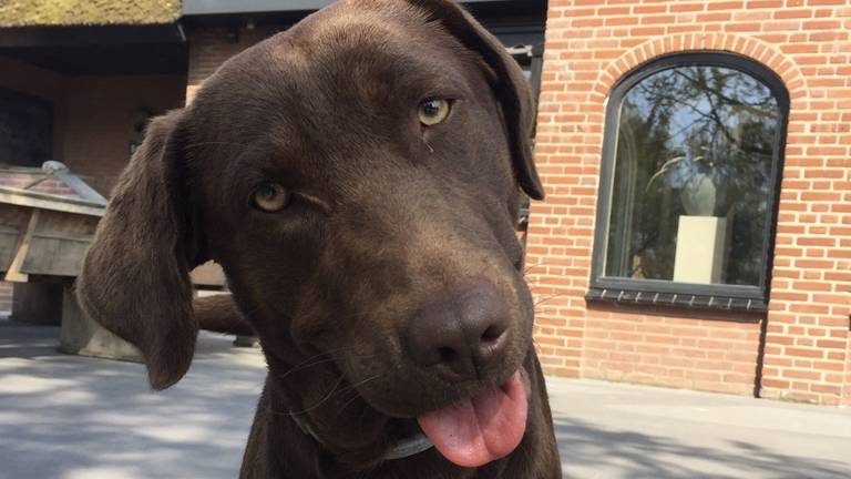 Sarah kocht labrador Moes bij de fokker in Maarheeze. (Foto: Sarah Maas)