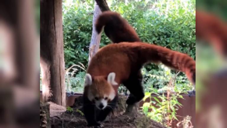 De rode panda's klimmen met z'n drieën lekker rond(Beeld: Beekse Bergen).