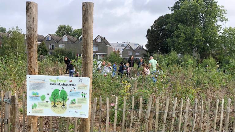 Tiny Forest 'Harendonksplekske' in Den Bosch