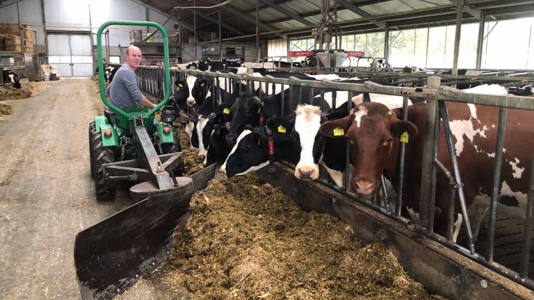 Melkveehouder Ard van Calis uit Neerkant bij zijn koeien (foto: Alice van der Plas).