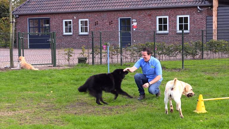 Harvy Schouten op de dierenvakantieboerderij.