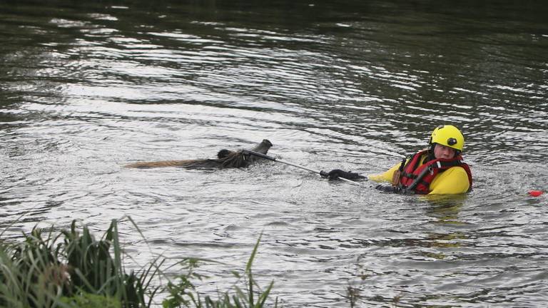 De brandweer ving het zwijn met een vangstok (foto: Pim Verkoelen)