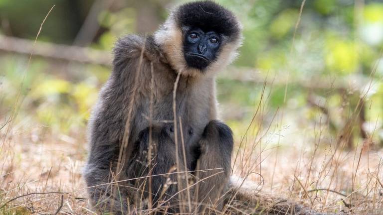 Mizzi was de oudste witwanggibbon van Europa (foto: Beekse Bergen).