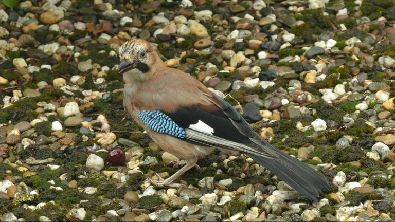 Een Vlaamse gaai. Deze vogel is niet gevangen. (Archieffoto: Pixabay)