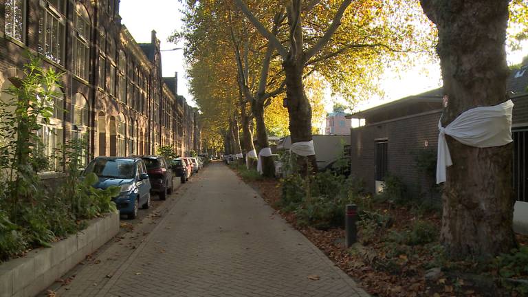 Volgens de buurtbewoners zijn de platanen de 'longen van de wijk'.