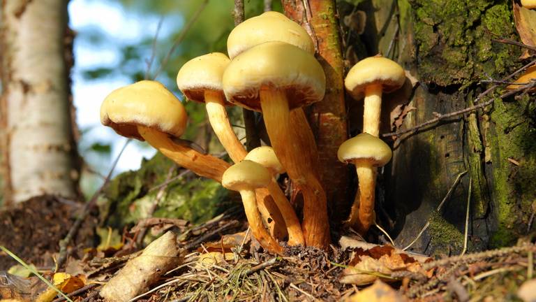 Paddenstoelen in het herfstzonnetje. (Foto: Ben Saanen)