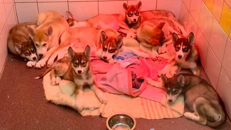 Een dag later zien de pups er een heel stuk beter uit. (Foto: Dierenambulance Land van Cuijk)