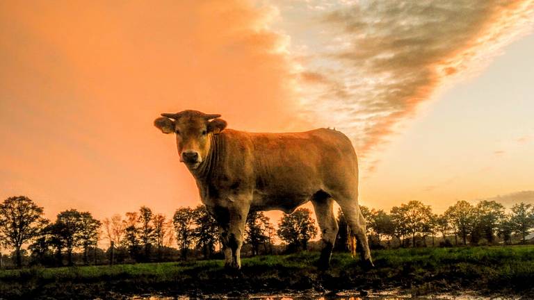 Omroep Brabant