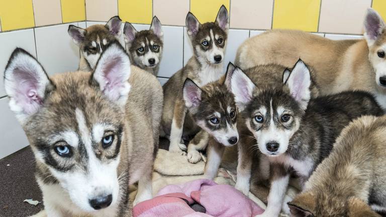 Heel veel mensen willen een van de pups adopteren (foto: Theo Peeters).