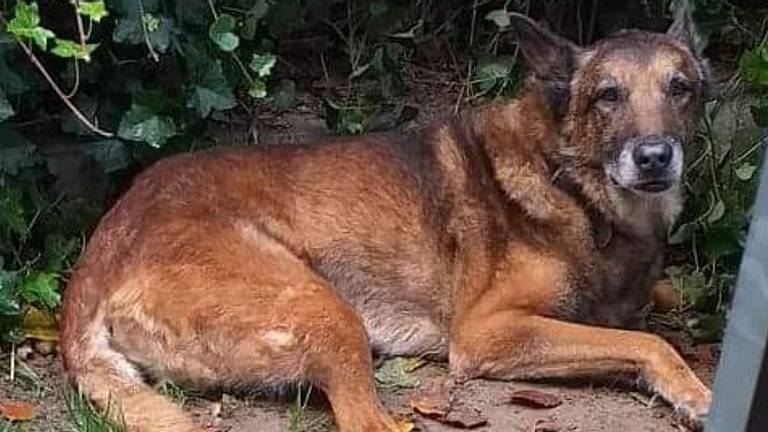 De 14-jarige Falco zoekt een nieuw baasje (Foto: Wilma)