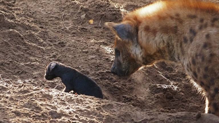 De kleine pup met moeder hyena (foto: Beekse Bergen).