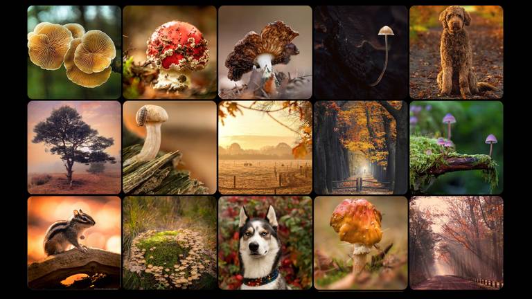 De top-15 mooiste herfstfoto's van Brabant.