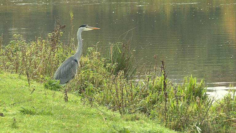 Omroep Brabant